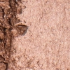 Thumbnail Oceane_Edition_Bronzer_Me_Taupe_Bronzer_em_Po_3_5g_Evas_4 Thumbnail Oceane_Edition_Bronzer_Me_Taupe_Bronzer_em_Po_3_5g_Evas_4